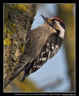 Lesser Spotted Woodpecker, Silvkra