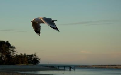 Gull over Haulashore Island