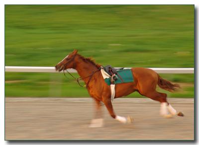 2horse2455.jpg