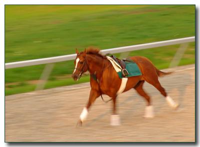 horse2464.jpg