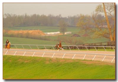 horses2454.jpg