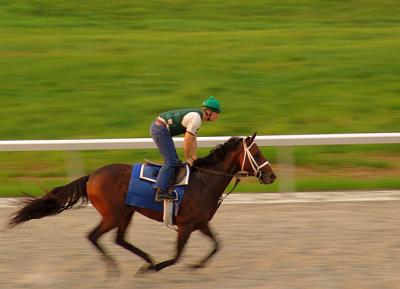 horse2442.jpg