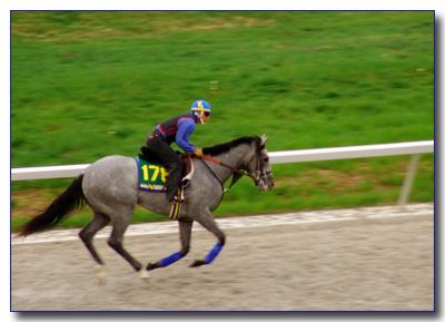 horse2485.jpg
