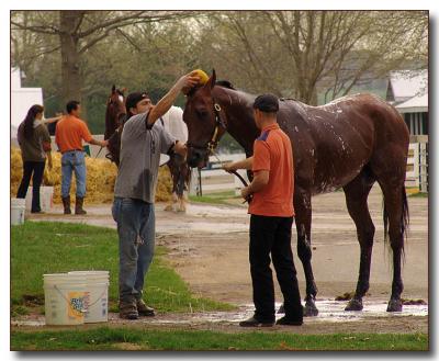 horse2607.jpg