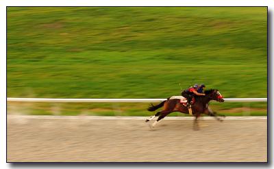 horses2439.jpg