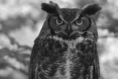 u15/kliscinsky/medium/41928250.GreatowlBW.jpg