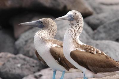 A pair of Boobies