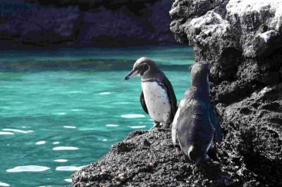 Galapgos Penguins (2)