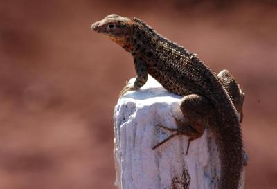 Lava Lizard 1