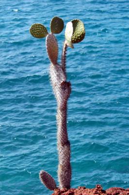 Lone Cactus