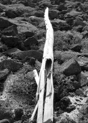 Lonely log B&W