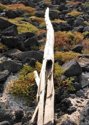 Lonely log cropped