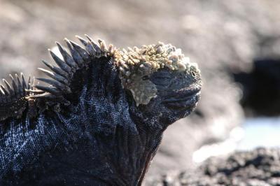 Marine Iguana