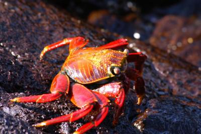 Sally Lightfoot Crab 1