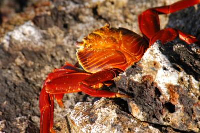 Sally Lightfoot crab 2