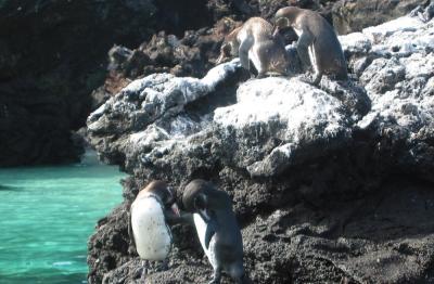 galapagos penguins