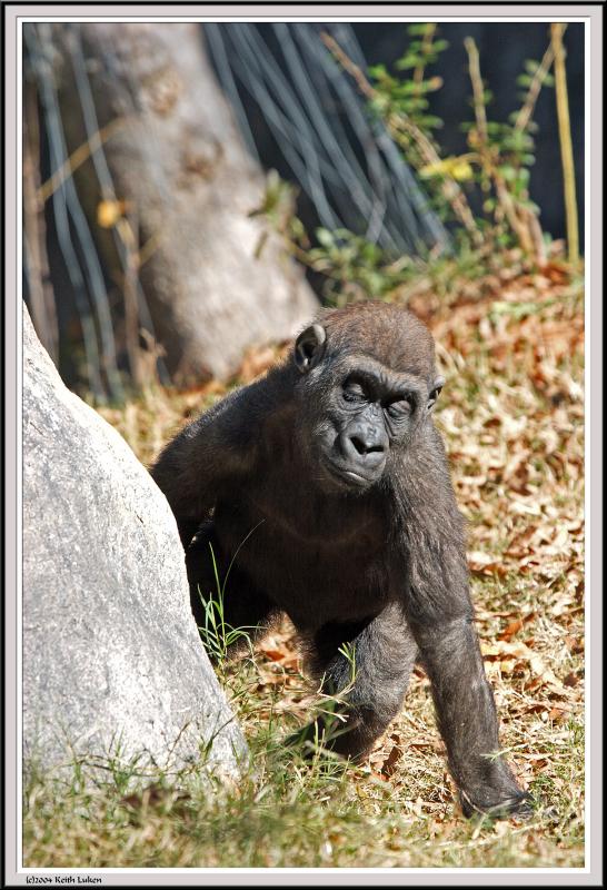 Baby Gorilla - IMG_1003.jpg