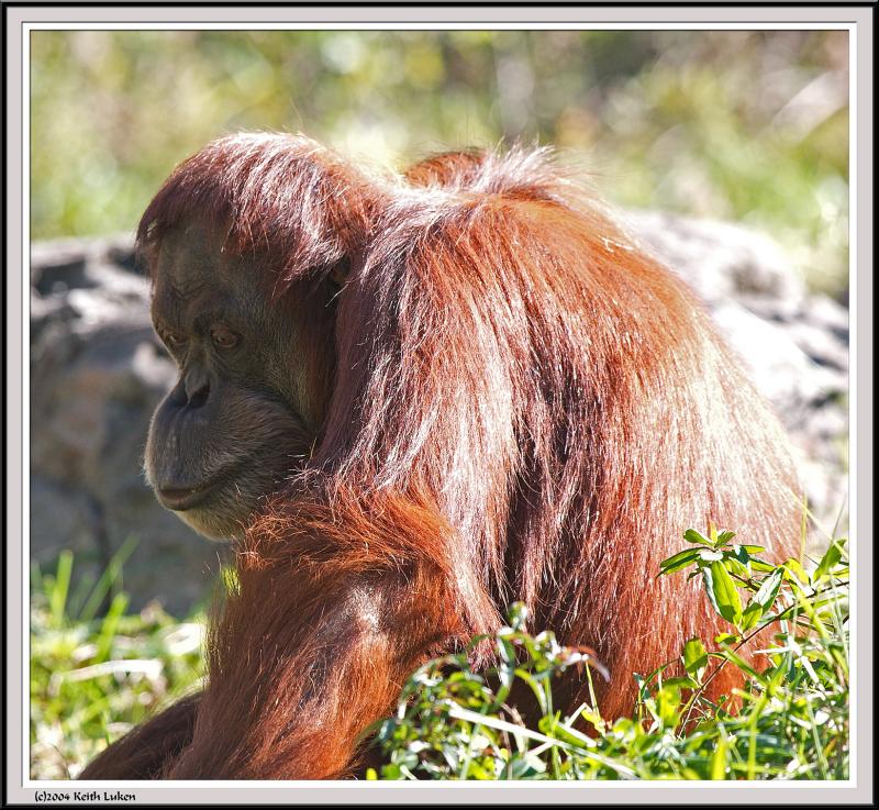Orangutan - IMG_1032.jpg