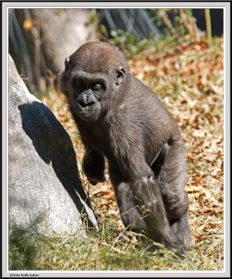 Baby Gorilla - IMG_1002.jpg