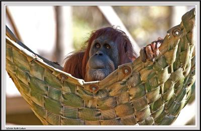 Orangutan - IMG_1035.jpg