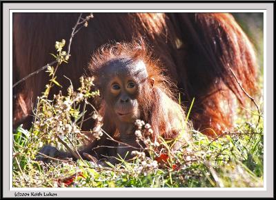 Baby Orangutan - IMG_1059.jpg