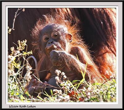Baby Orangutan - IMG_1061.jpg