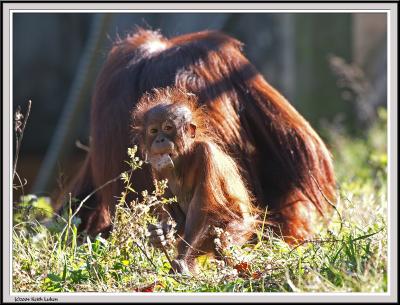 Baby Orangutan - IMG_1064.jpg