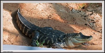 Alligator - IMG_1066.jpg