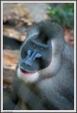 Baboon - IMG_1028.jpg