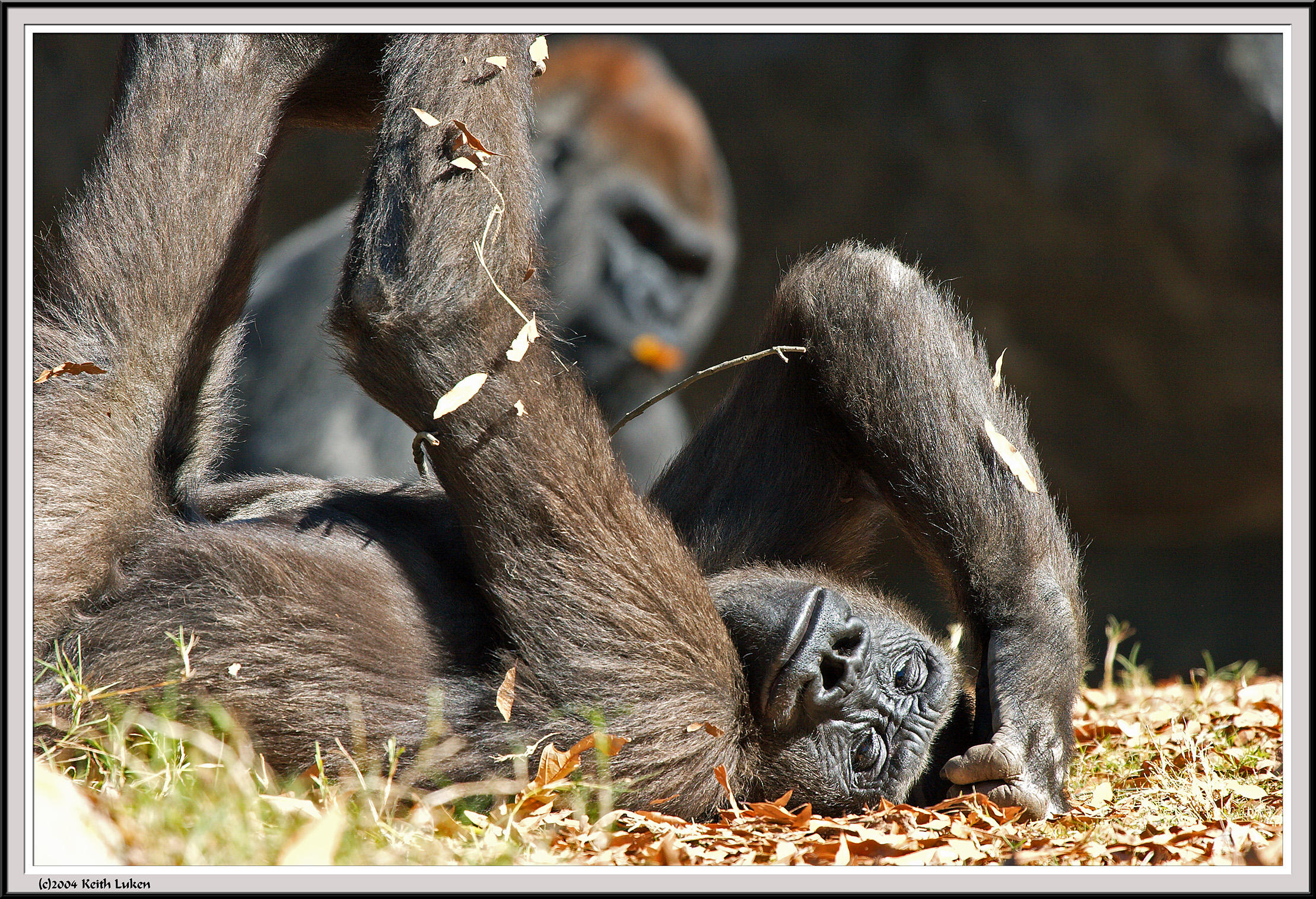 Gorilla laying - IMG_0994.jpg