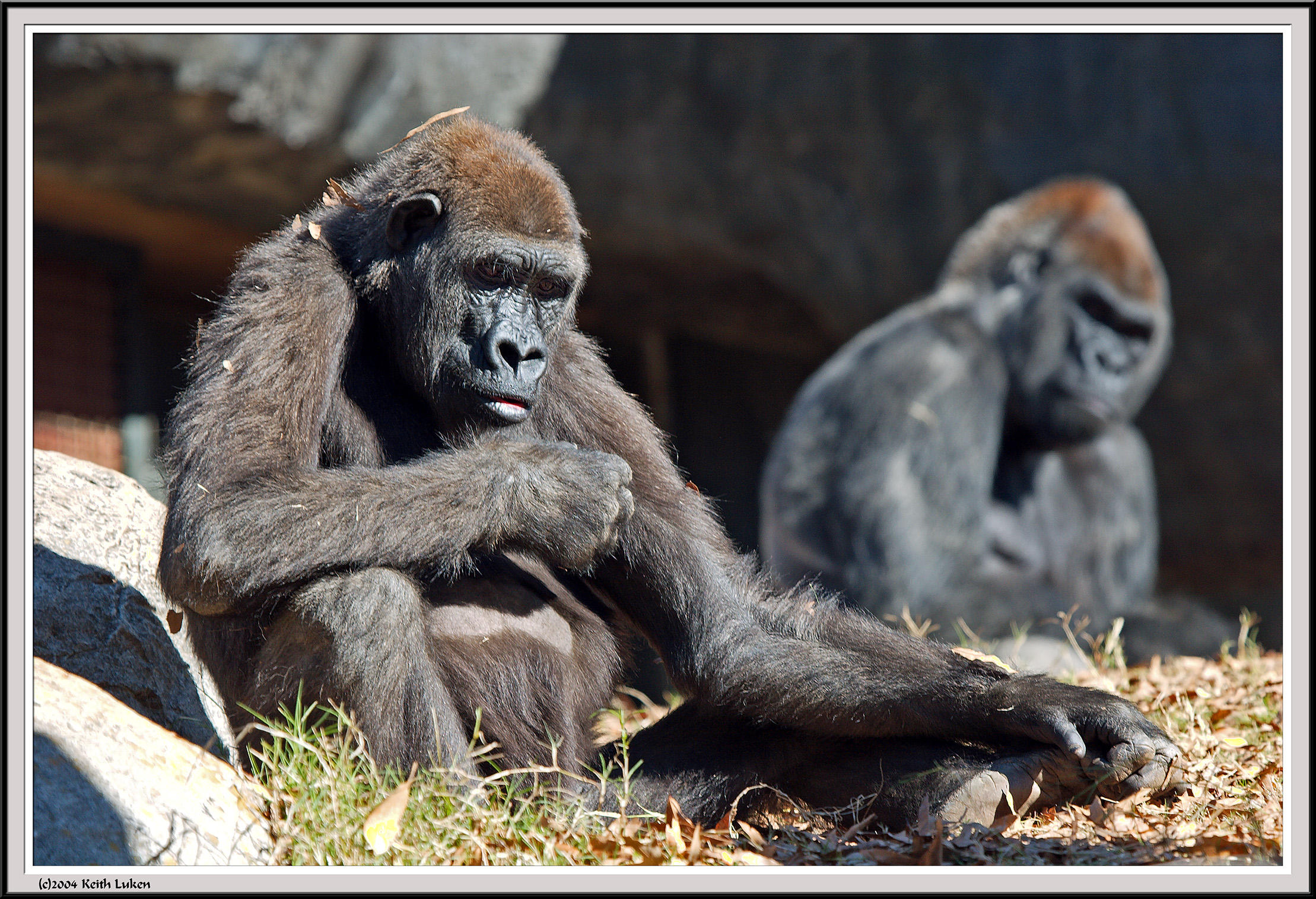 Gorillas DOF - IMG_1005.jpg