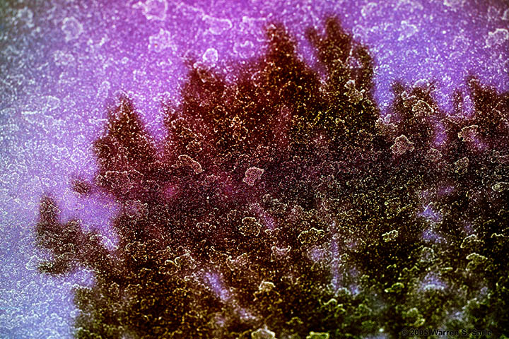 Tree Reflection with Pollen by Warren Sarle