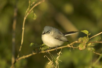 u15/krviera/medium/42723387.BlueGrayGnatcatcher2.jpg