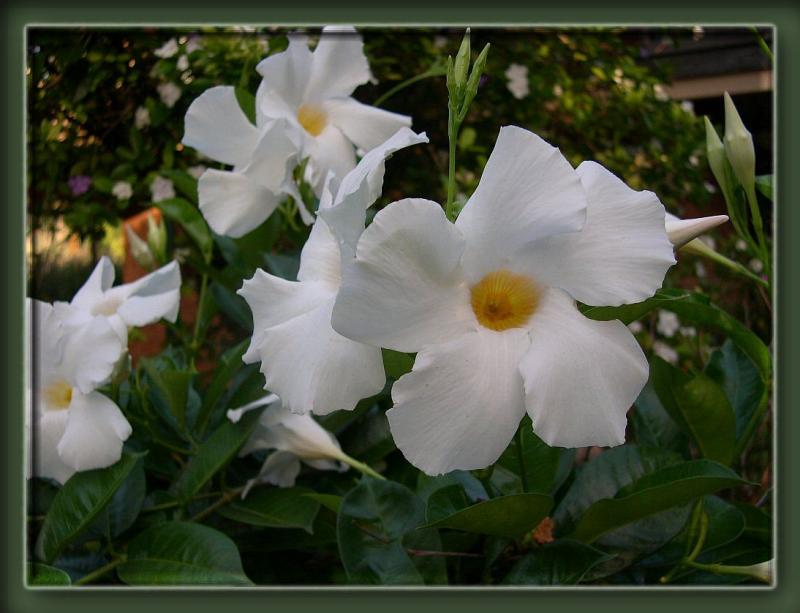 Mandevilla-White Fantasy.JPG