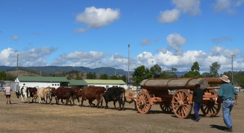 Bullock Team