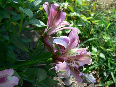 u15/laine82/medium/41941539.AlstroemeriaApril05.jpg