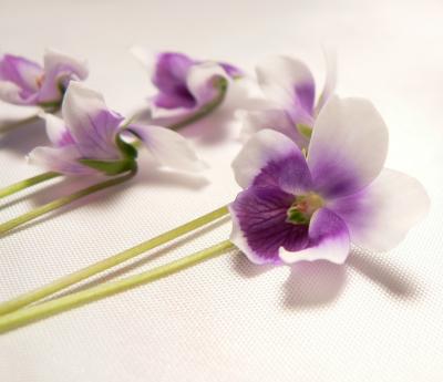 u15/laine82/medium/41941769.SweetViolets.jpg