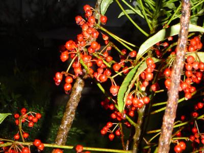 Christmas Berries