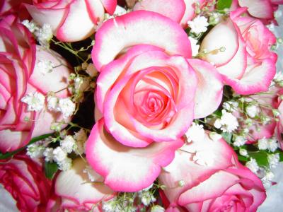First pink roses