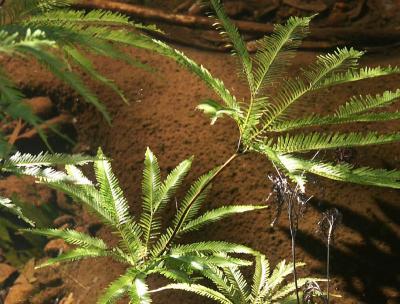 Ferns above a small creek