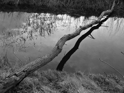 Fallen Tree