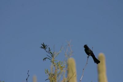 Bird Shot at Sabino Canyon
