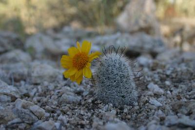 Cactus/Flower Close-up at Sabino Canyon