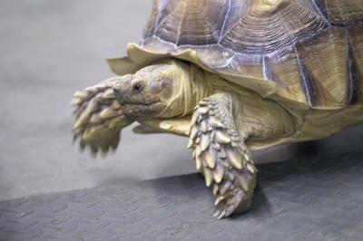 Racing tortoise