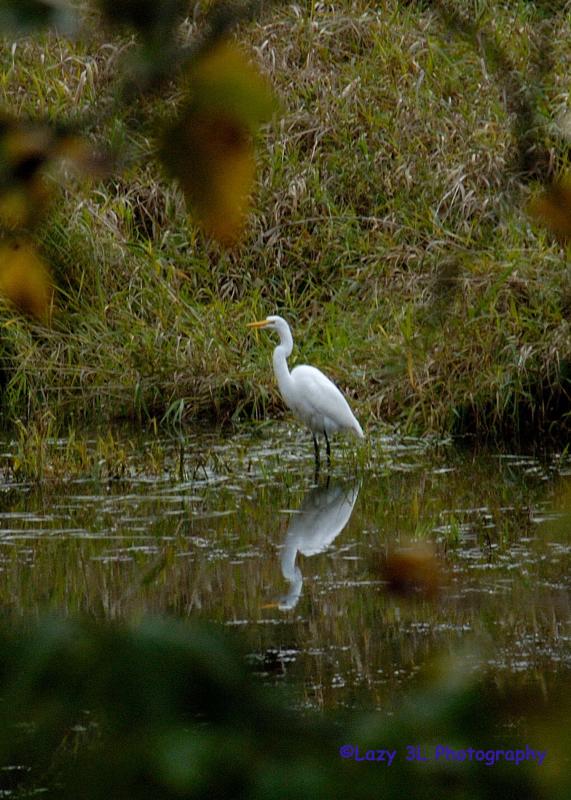 Egret