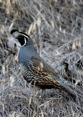 Asotin Quail