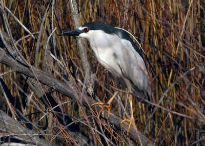 Black Crowned Night Heron 3