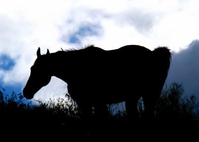 Grazing the Sky