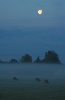 Misty Morning Moon