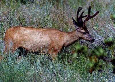 Buck in Velvet